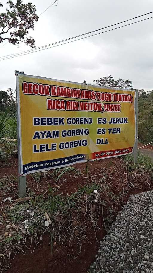 Wm Gecok Kambing Pak Moel 2