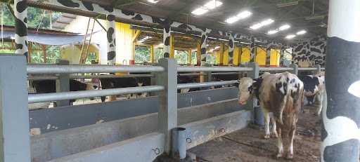 D'Rembangan Milk Cow 10