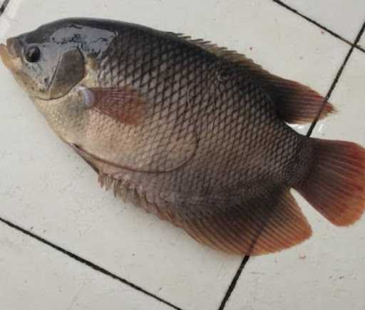 Pembesaran Ikan Lele Dan Gurameh 1