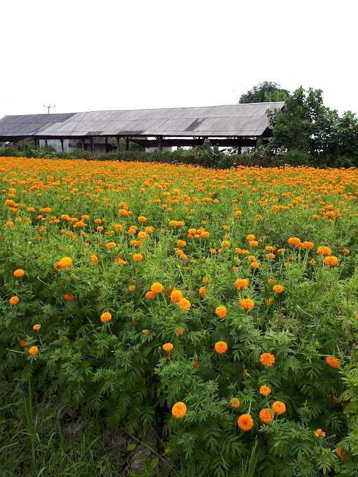 Warung Jepun/ Pondok Jepun 9