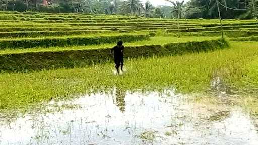 Kelompok Tani Sukabakti 3