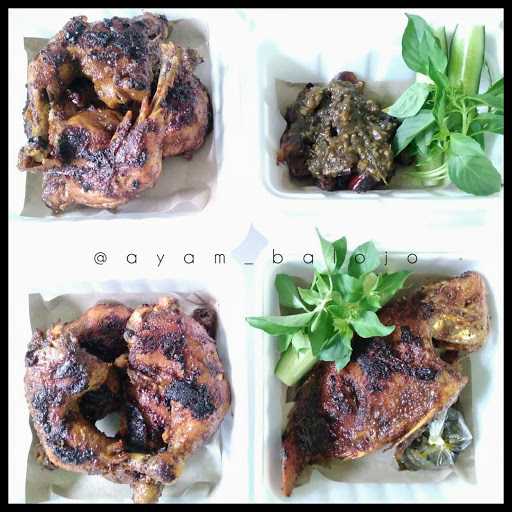 Ayam Balojo 5