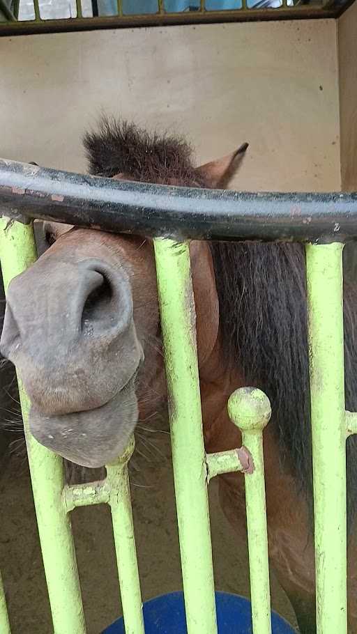 Biestro Stable Binjai ( Taman Berkuda Dan Memanah Binjai ) 5