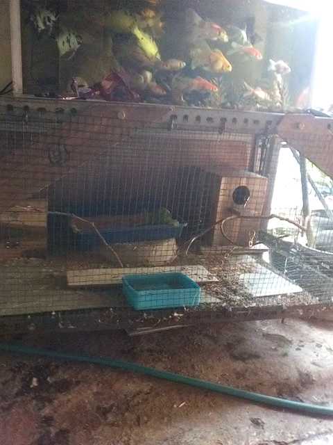 Bebek Ayam Tancep Tulang Mas Maoel 7