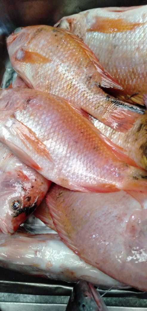 Jual Beli Ikan Segar Manda :) 2