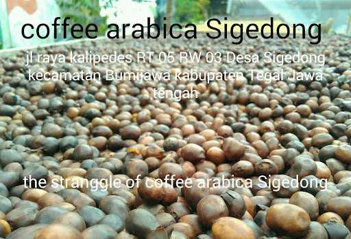 Coffee Arabica Sigedong 9