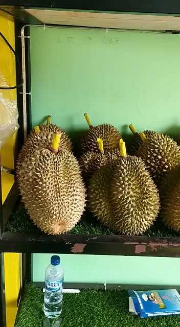 Jawara Durian Cilegon 8