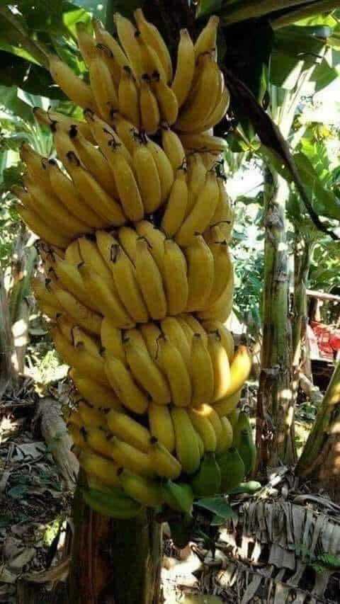 Sale Pisang Dua Putri Mm 5