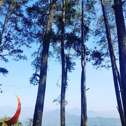 Puncak Pinus Cariu Jonggol 10