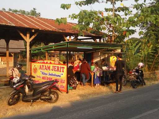 Ayam Jerit Khas Sukabumi 5