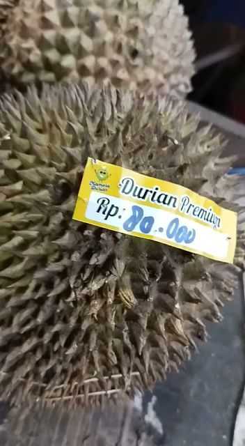 Mamora Durian 6