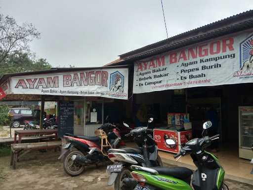 Ayam Bangor 2