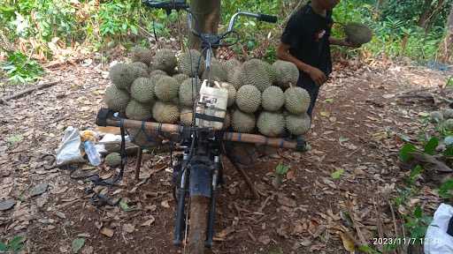 Duren Jaha Cinoyong Carita Pandeglang 2