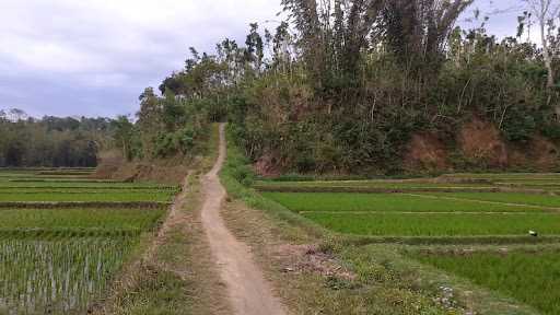 Ceneng Bok Darmi 3