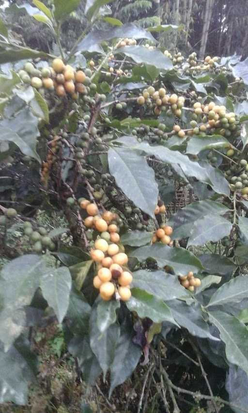 Kopi Arabika Rasa Jeruk 8