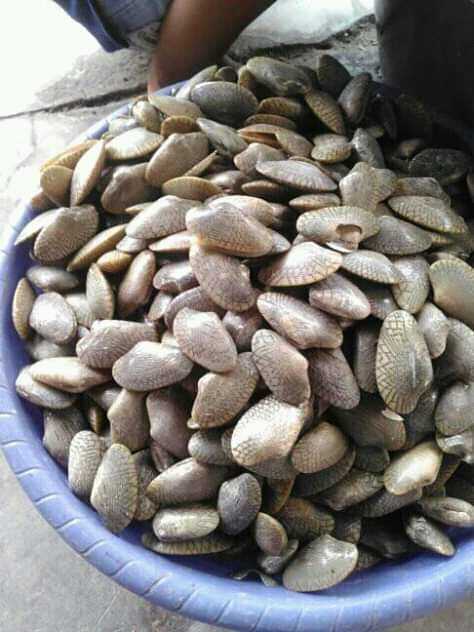 Kerang Goreng Mamahe Ibnu 2