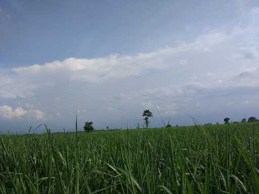 Bakso Dan Mie Ayam 3