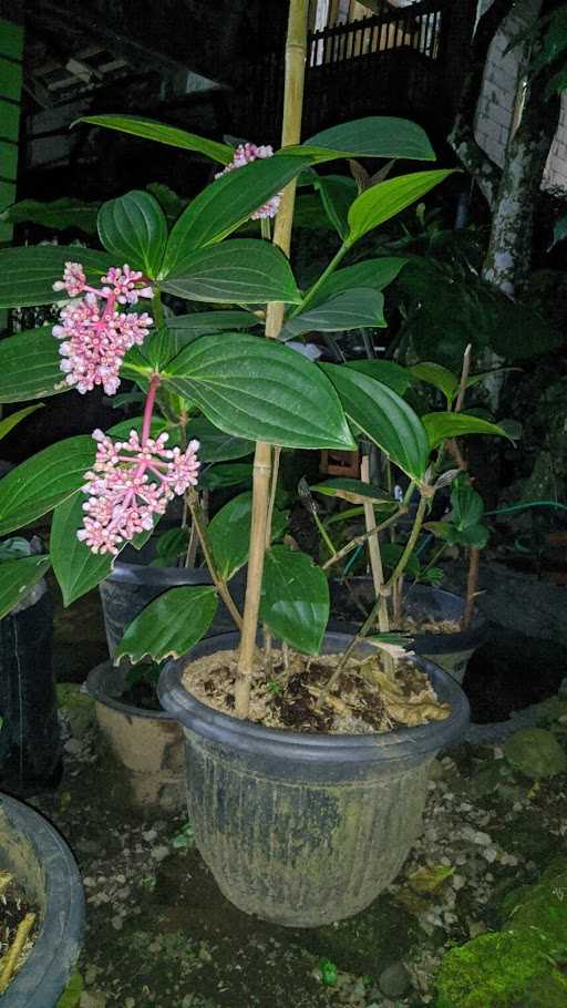 Pohon Sakura Asli 8