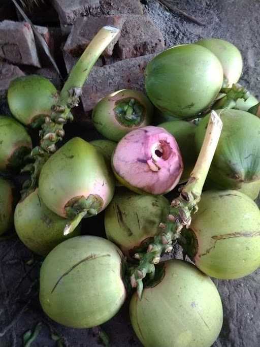 Warung Es Kelapa Muda 5