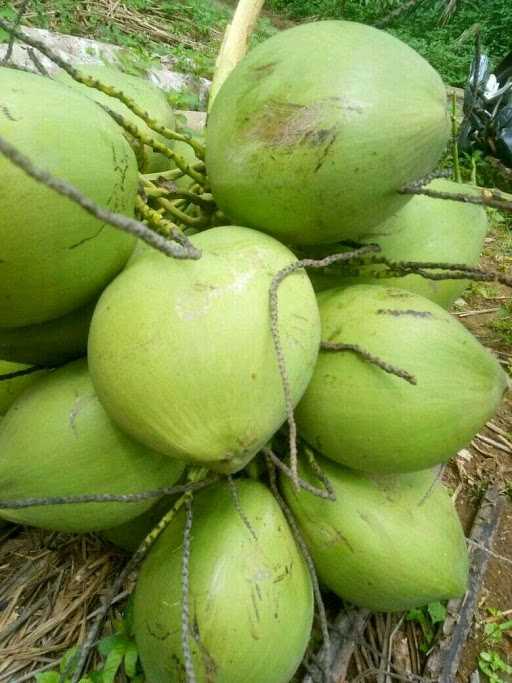 Warung Es Kelapa Muda 9