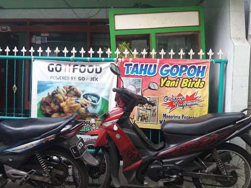 Tahu Godong Pohong Yani Bird 10