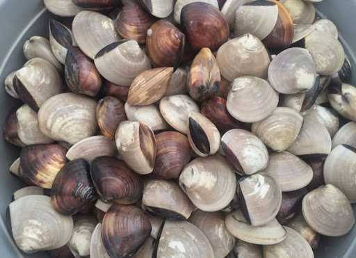 Omah Kerang 1