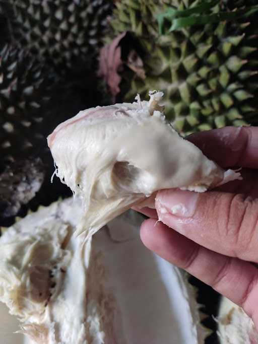 Durian Nusantara 10