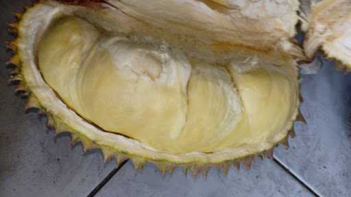 Terminal Durian 7