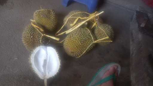 Durian Brongkol Mbah Guru Sardi 4