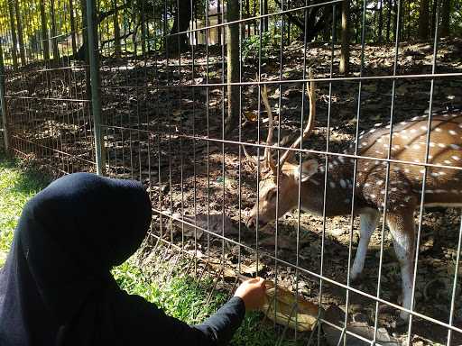 Hotel Jatiluhur Valley & Resort 10