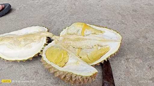 Mapia Durian 3