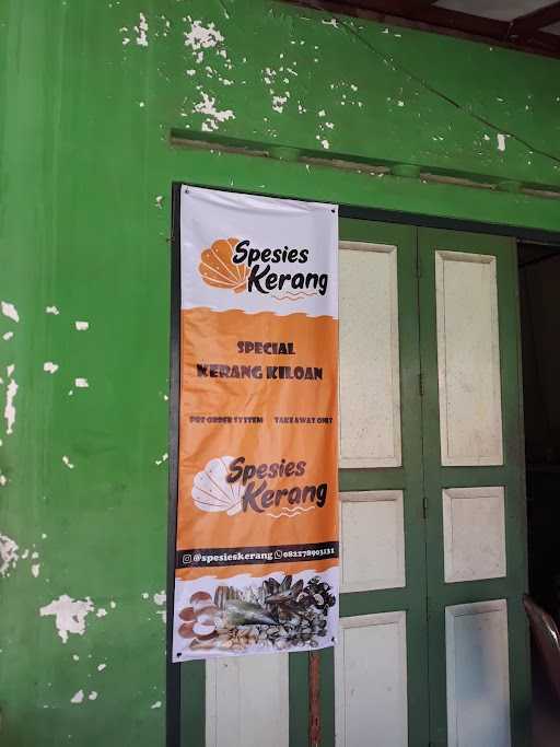 Spesies Kerang 4