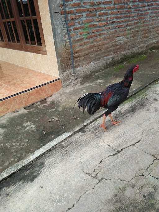 Warung Makan Mbak Susah 6