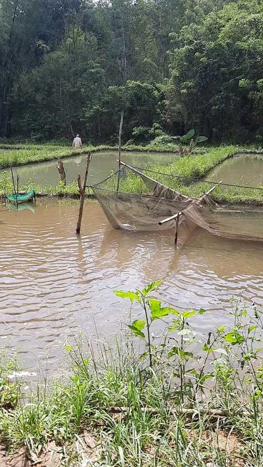 Tambak Ikan Nila 1