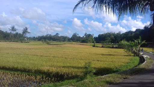 Mie Ayam Pak Yoto 5