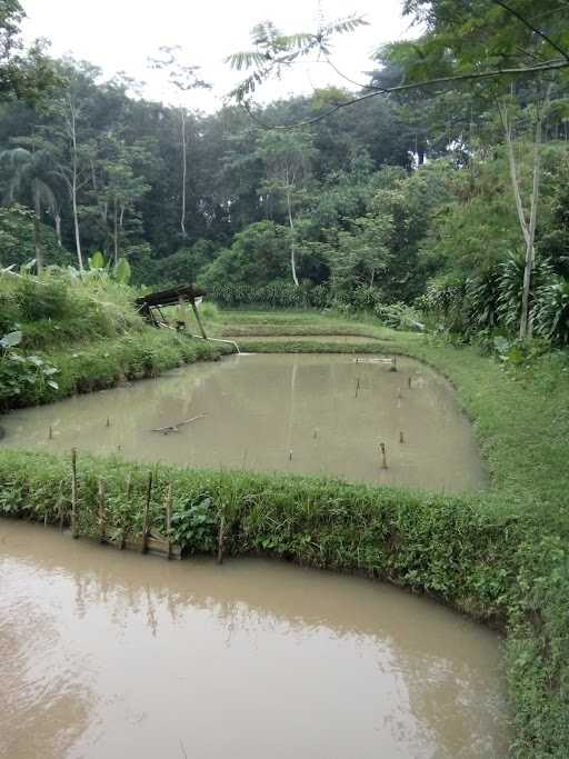 Ikan Bakar Abah 1 6