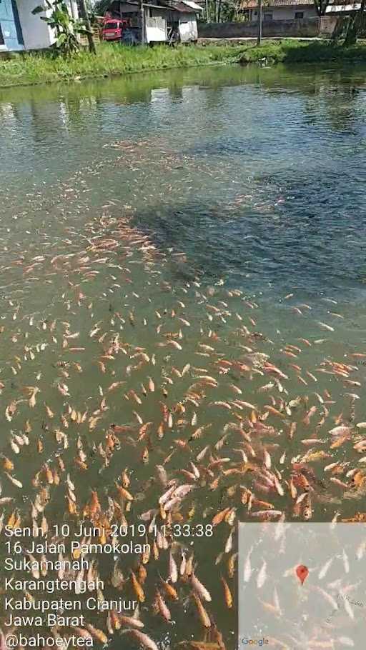 Kolam Ikan Pamokolan 10