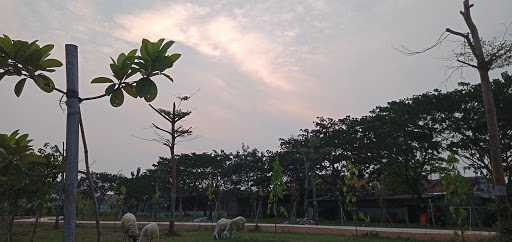 Martabak Sinar Senayan 8