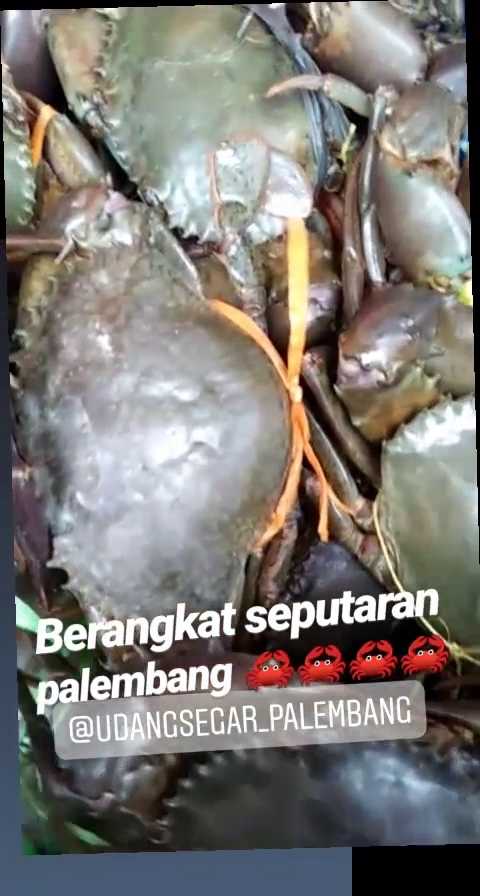 Udang Segar Palembang 3