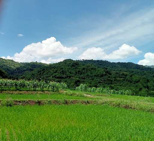 Pemancingan Lele Harianja Jalinan 2