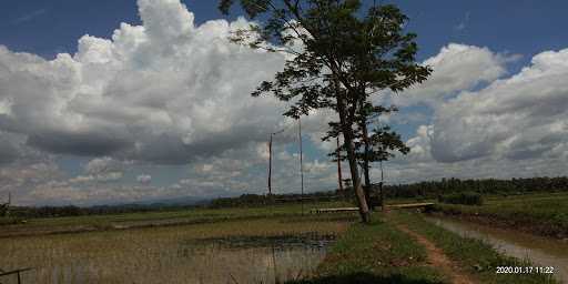 Lapak Burung Dara 3