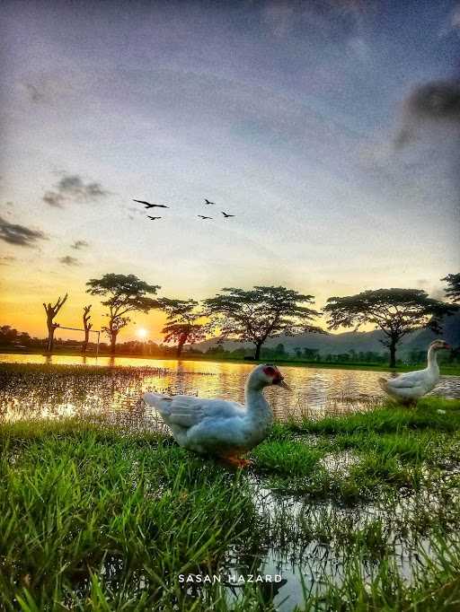 Lapak Burung Dara 2