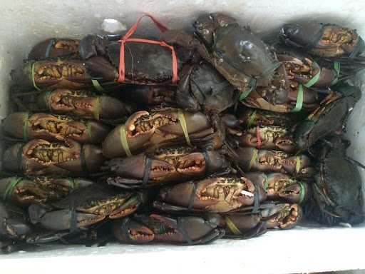 Raja Kepiting Syaiful Crabs Indonesia 8