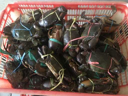 Raja Kepiting Syaiful Crabs Indonesia 5