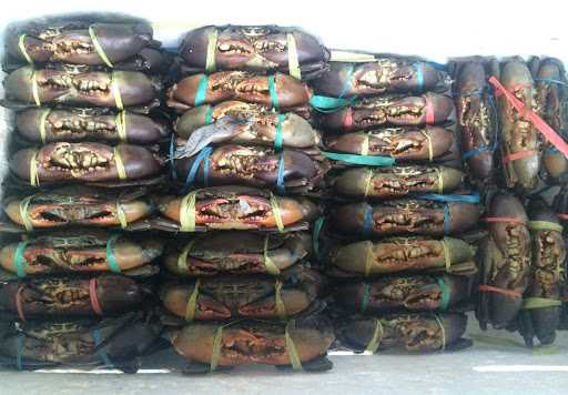 Raja Kepiting Syaiful Crabs Indonesia 4