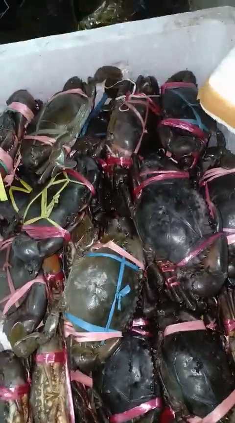 Kerang Adyjaya 2