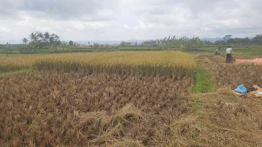 Sawah Sidugal 7