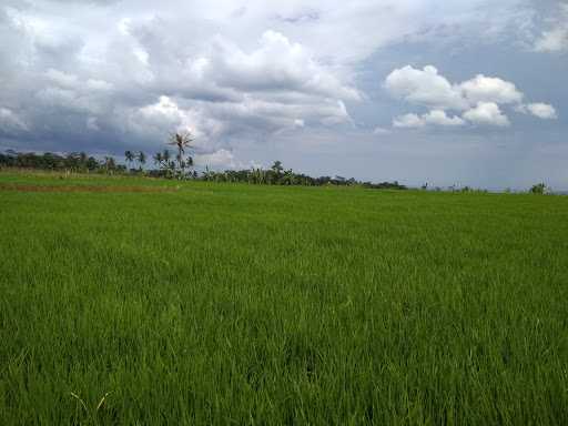 Sawah Sidugal 5