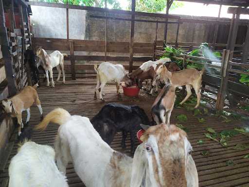 Kambing Aqiqah H Bahram 4