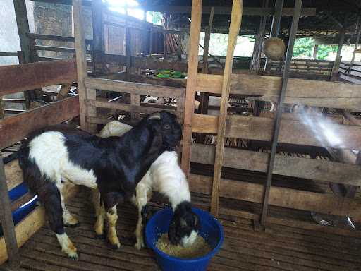 Kambing Aqiqah H Bahram 1